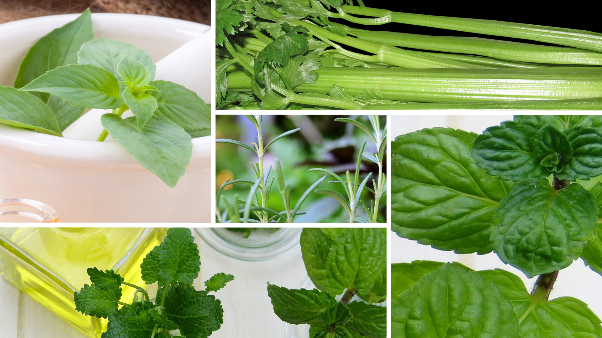 5 Medicinal Plants That Can Be In Your Garden Right Now How To 7557