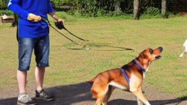 Potty Training Your Dog