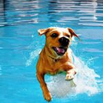 Teach Your Dog How To Swim
