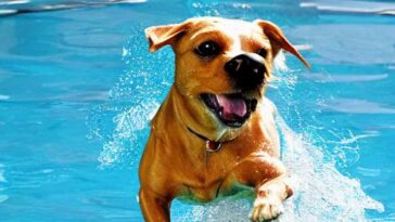 Teach Your Dog How To Swim